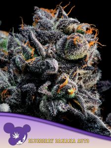 Auto Blueberry Banana - 5 pack
