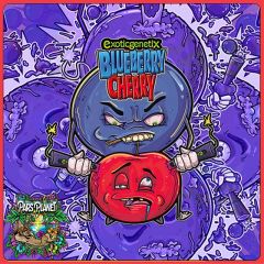 Blueberry Cherry - 6-pack