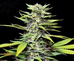 Blueberry Gum - 5-pack