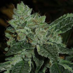 Brotherhood OG