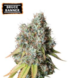 Bruce Banner Auto