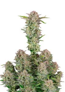 A wide shot of a Bruce Banner Auto by Fast Buds Seeds in the late stages of flowering. Bruce Banner Auto by Fast Buds Seeds is a mostly sativa auto flower with a flowering time of 10 weeks. It has tested for >25% THC and is available online in packs of 5