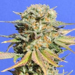 Bruce Banner #3 - 5-pack