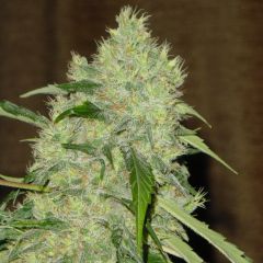 Bubble Gum is a hybrid cannabis strain and a legend of the Amsterdam cannabis scene, with more than a dozen cannabis awards. It is one of the original weed strains that grew to new heights. An IBL, Bubble Gum is known for its sweet smell and euphoric effe