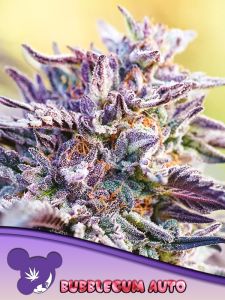 Auto Bubblegum - 3 pack