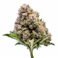 Bubbles Autoflower - 5-pack