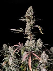 Gorilla Zkittlez Auto - 5 pack