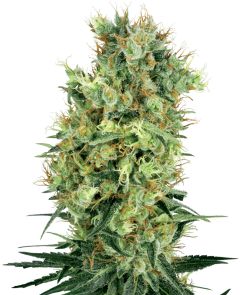 California Orange Bud - 10-pack