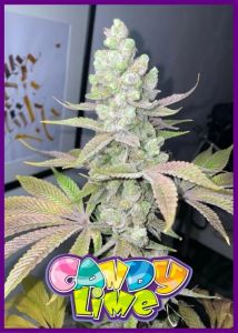 Candy Lime - 6-pack