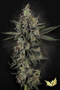 Candy Breath