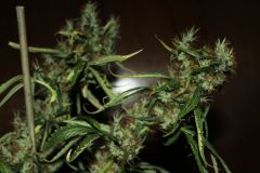 CBD Mango Haze - 5PACK