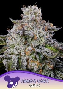 Chaos Cake Auto - 5 pack