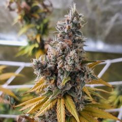 Monkey Cheese Regular - 10-pack