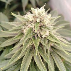 Chemical Zi - 12-pack