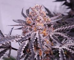 Cherry Cookie F2B - 11pack - Regular - Relentless Genetics