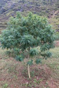 Vietnam Ha Giang - 10-pack