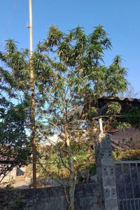 Vietnam Lào Cai - 10-pack