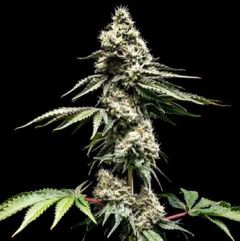 Clementine Slush - 5-pack