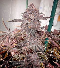 Colorado Nightshifter - 9-pack