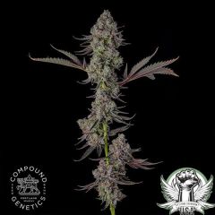 Presidential Pardon 7-pack