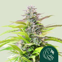 Cookies Gelato - 5-pack