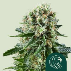 Critical Kush - 5-pack