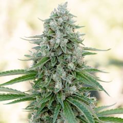 Critical Mango - 5 pack