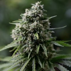 Critical+ 2.0 - 5 pack