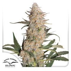 critical-orange-punch-dutch-passion