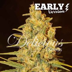 Critical Sensi Star Early Version - 5 pack