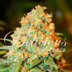 Critical Super Silver Haze - 5-pack