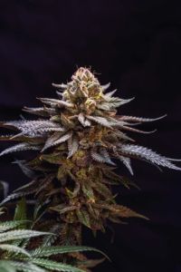 Gorilla Melon - 5-pack
