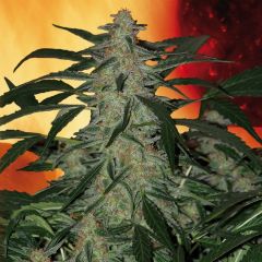 Deimos - Feminised - 5 pack