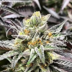 Delicious Cookies - 5 pack