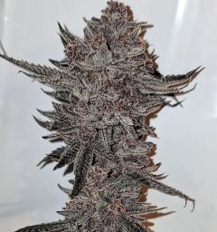 Divine Queen - 11 pack