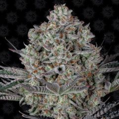 Dos Si Dos 33 by Barneys Farm is fresh from the Amsterdam breeders Cali Collection. It's a potent hybrid from crossing OG Kush Breath, Girl Scout Cookies, Face Off OG, Cookies Kush, Gelato #33, Sunset Sherbet, and Thin Mint GSC. Dos Si Dos 33 is one of th