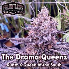 The Drama Queenz - 11-pack