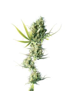 durban-feminised-sensi-seeds