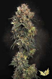 Dutch Kush
