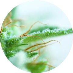 Early Sativa - 5PACK