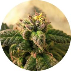 Early Top Tao - Regular - 5pack