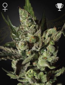 Every Cheese lover will cheer out loud for Exodus Cheese, the extremely popular Cheese strain from out of the UK and finally available in seed form. While not the easiest plant to rear, she is an enriching variety with great potency. During the flowering