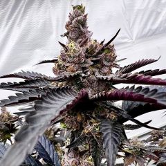 Twizzle Dance - 6-pack