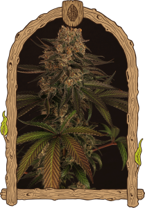 exotic-colours-5pack-feminised-exotic-seed-amsterdam-seed-center