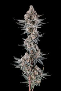Eye of JAH - 3 pack