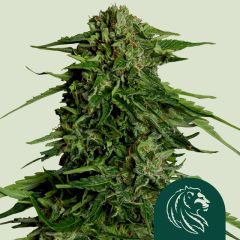 Epsilon F1 Auto - 3-pack