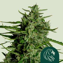 Titan F1 Auto - 3-pack