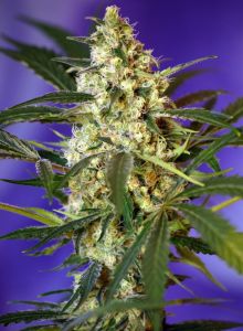 Fast Bud Auto - 5 pack