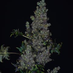 Fast Crazy Bastard F1 - 5-pack