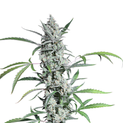 Fat Pete Cookies (auto) - 5-pack